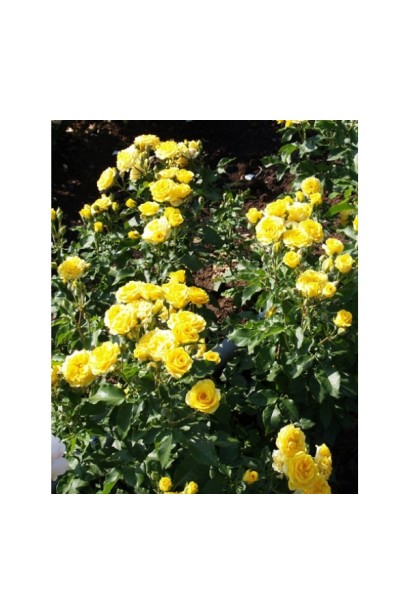 Кущ троянди Єлоу Бейбі на клумбі